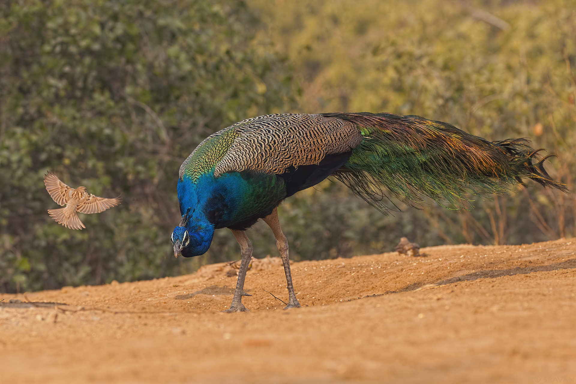 Birds 233 - Indian Peafowl